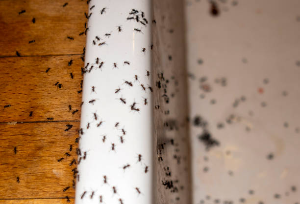 Pest Control for Restaurants in Cornwells Heights, PA
